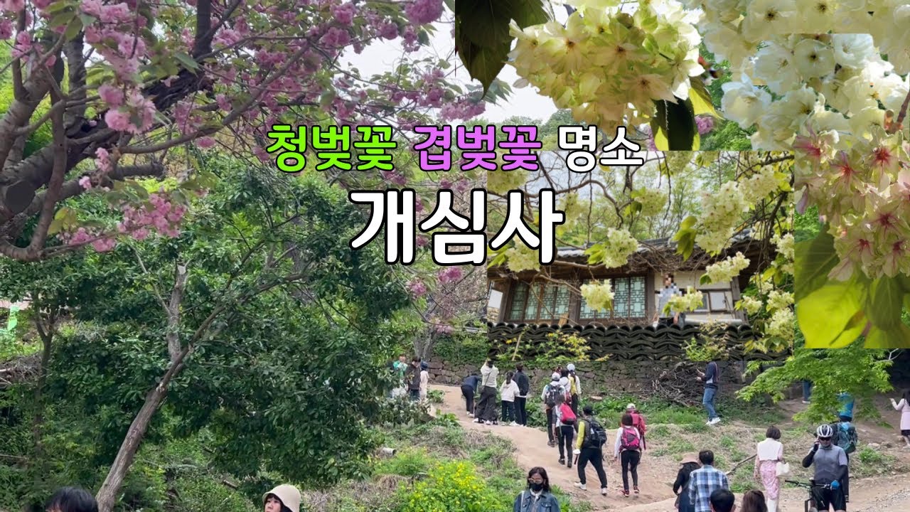 4월에 꼭 가봐야할 청벚꽃, 겹벚꽃의 명소 서산 개심사