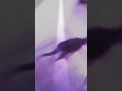 كلبش صاحبي وحبيبى عنوان الرجولة