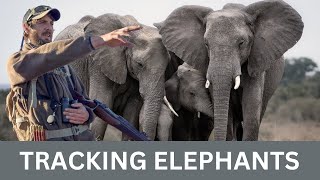 Approaching Elephants On Foot A Guides Untold Secrets