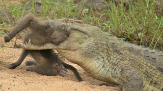 Unlucky Monkey Attacked by Crocodile while Drinking Water