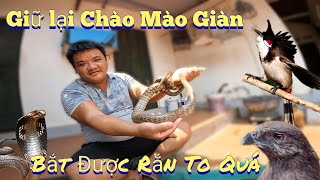 Đại Bàng Bắt Được Rắn Khủng Này Không Và Gửi Lại Chào Mào Giàn  /Nhân Tạ Mốt