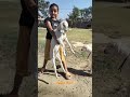 Village masti
