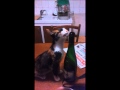 Chat alcoolique