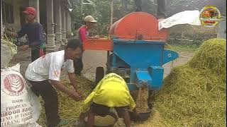 mesin perontok padi - proses perontokan padi dari awal sampai selesai