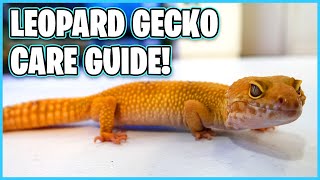 Leopard Gecko Care Guide  How to Care for a Leopard Gecko