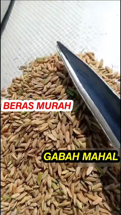 𝘽𝙀𝙍𝘼𝙎 𝙈𝙐𝙍𝘼𝙃, 𝙋𝙀𝘿𝘼𝙂𝘼𝙉𝙂 𝙂𝘼𝘽𝘼𝙃 𝙆𝙀𝙊𝙆 #agriculture #grain #farmers