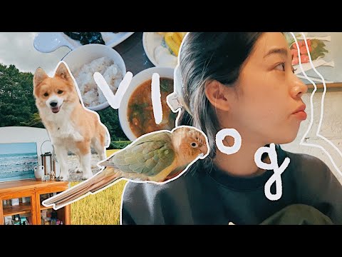 🌱221 Vlog I 노는 날 브이로그🌞 I 개새(🐶🦜)와의 시골생활 I 다양하게 시끄러운 라리 모음 I 김갈릭