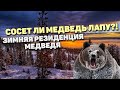 Сосет ли медведь лапу, зимняя резиденция медведя