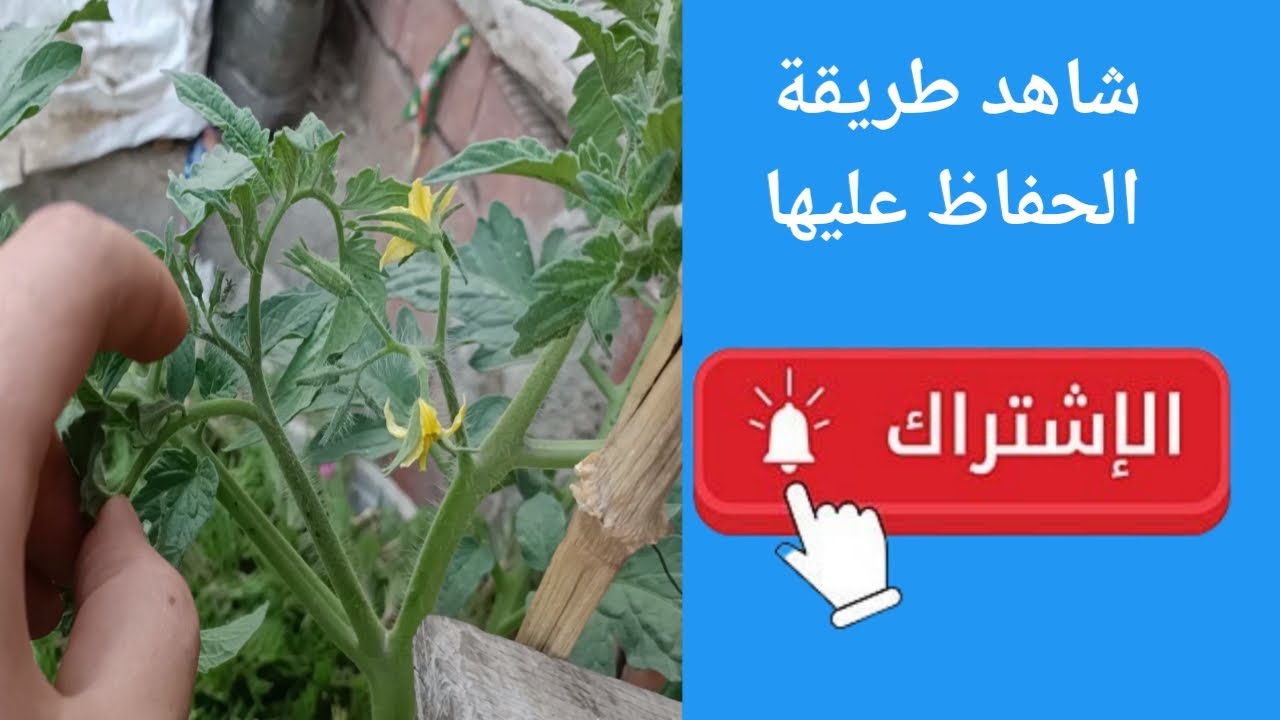 شاهد العناية بنبتة الطماطم وطريقة الحفاظ على ازهارها 🤔😯