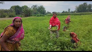 বকর করত ন পর সবইক ফরত কচমরচ দয দলম Doyel Agro