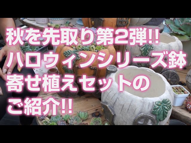 Top【選抜株】多肉植物　25312ハロウィン　35個　鉢無し/脱土 2024.08.09【多肉植物】秋を先取り第2弾!!ハロウィンシリーズ鉢寄せ