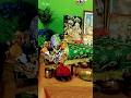 Krishna seva#shortvideos
