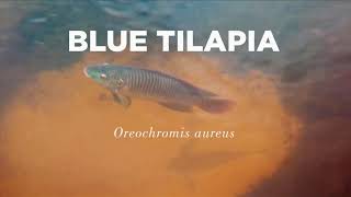 Download Lagu Music for Blue Tilapia Naturistic Video Download Lagu Music for Blue Tilapia Naturistic Video