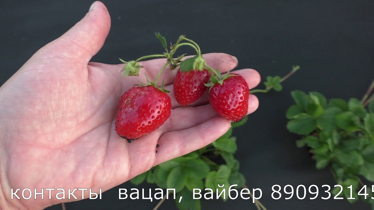 Анаис ремонтантный сорт клубники супер вкусный, десертный - YouTube
