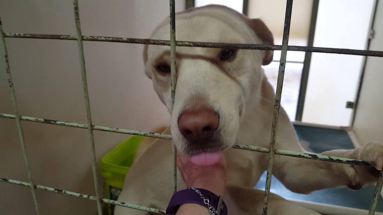 Lytle dog Roscoe adopted YouTube