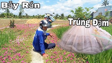 Bẫy rắn đổ quẹo thiệt là hên trúng mánh đậm đà | Cần gò Công