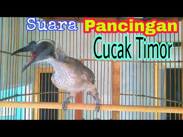 SUARA PANGGILAN CUCAK TIMOR class=