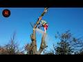 Idiots With Chainsaws: Tree Cutting Fails | Extreme Dangerous Logging Truck Fails #15