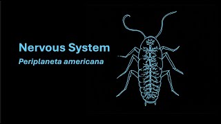 Nervous System | Periplaneta americana | Zoology | Grade 11 | Telangana | Khan Academy