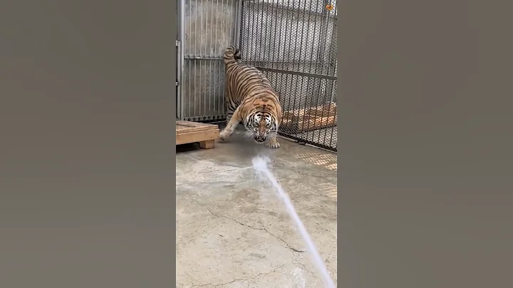 How Zoos Bathe Tigers! 🐅 thumbnail