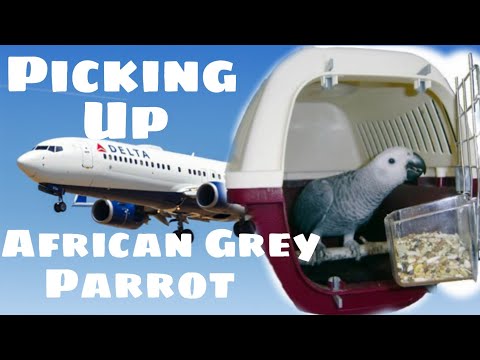 Picking Up Our African Grey Parrot on Myhouse TV