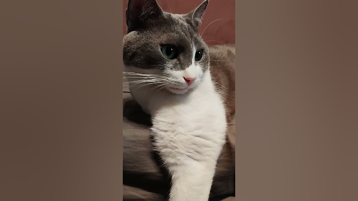 Наш ленивый кот #нашкот #кот #cat