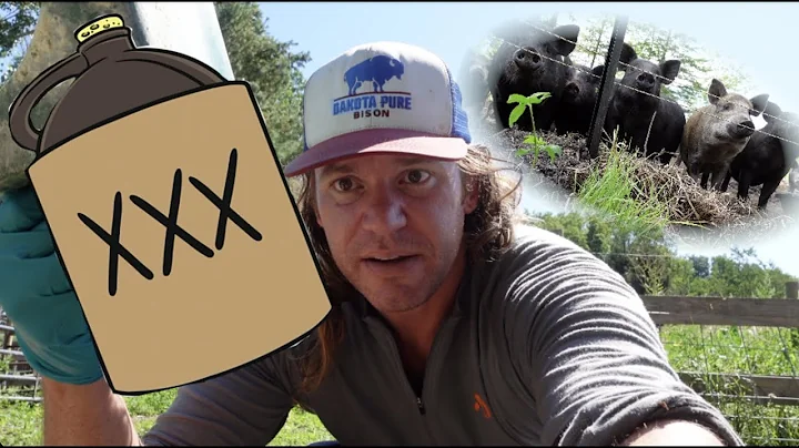 Fermenting Pig Feed: But Why?