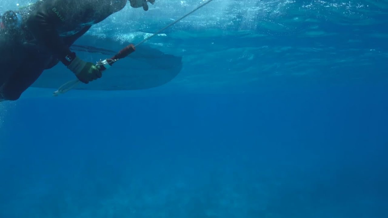 'World of Adventure' goes freediving with champion spearfisher Luke Maillis | GrindTV