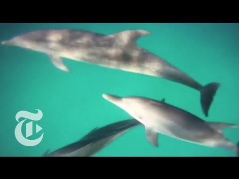 Science: The Wild Dolphin Project | The New York Times