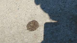 Ice Cube melting timelapse