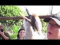 Distraction: Laughing kookaburra