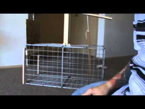 how to make a live rabbit trap very easy