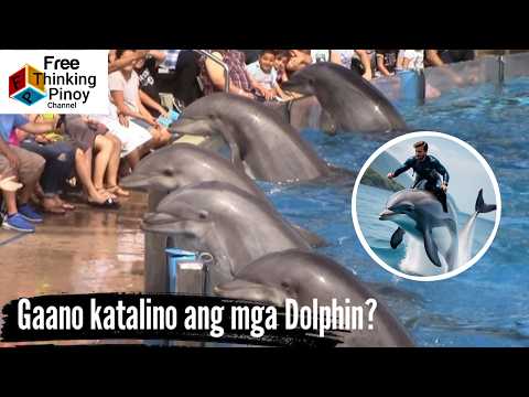 NEW🌟 Part 5: Henyong Hayop: DOLPHIN | Smartest Animals