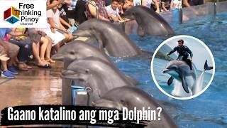 NEW🌟 Part 5: Henyong Hayop: DOLPHIN | Smartest Animals