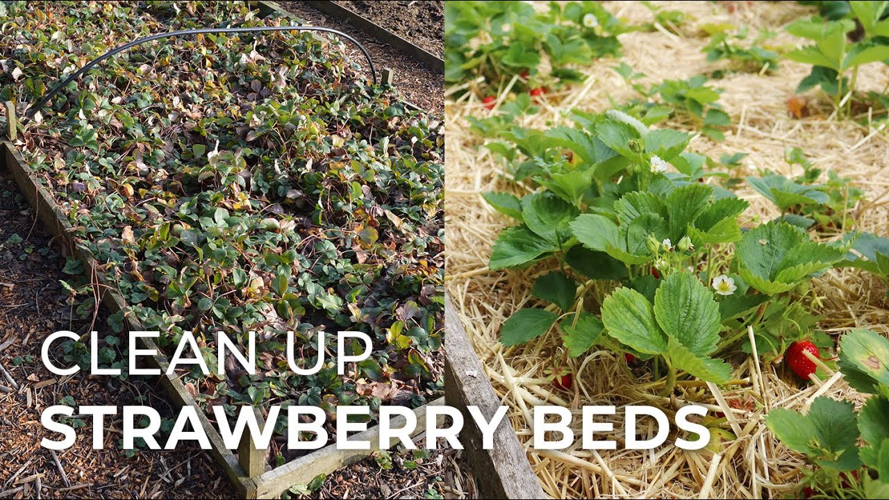 How To Clean Up Strawberry Beds Lovely Greens