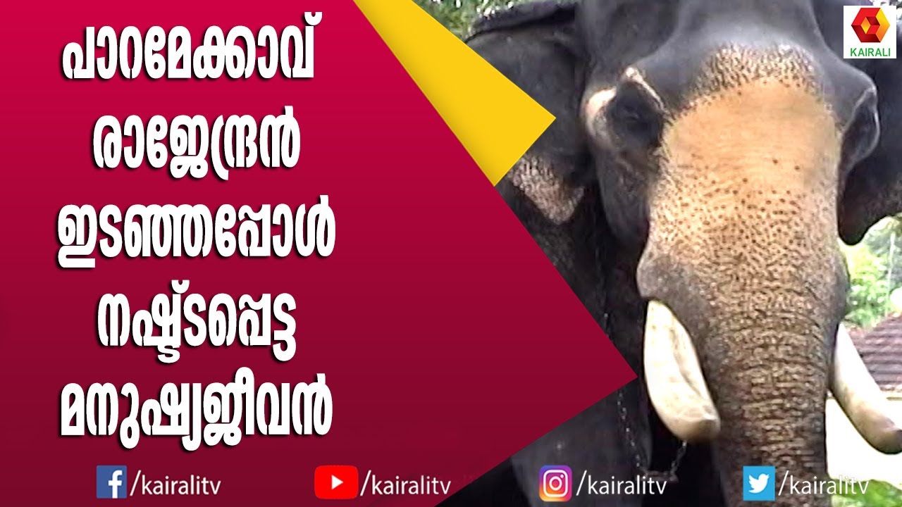 ഓടാനാകാതെ പാറമേക്കാവ് രാജേന്ദ്രന്റ മുൻപിൽ പെട്ട് പോയ പ്രഭാകരൻ | Paramekkavu Rajendran