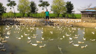 Amazing Unique Free-range Farming - Natural Organic duck feed, Harvesting Hundreds of eggs & Banana