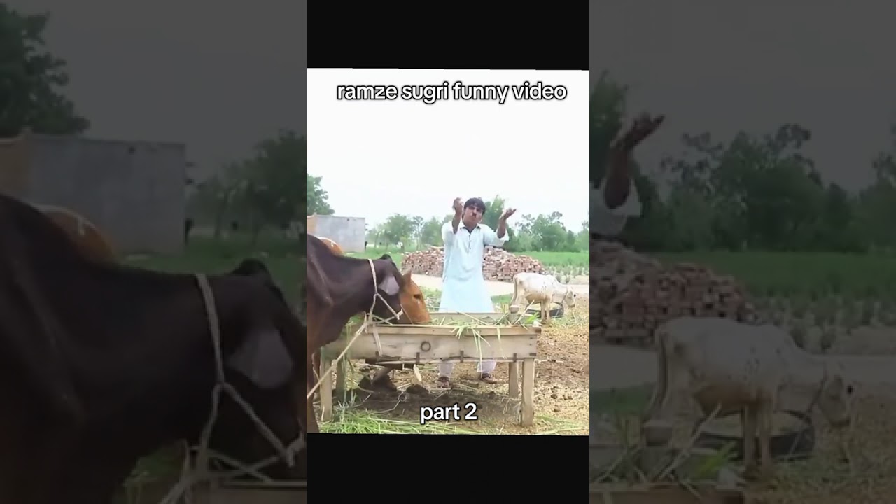 Ramzi syana Nori Bilo bhotna shoki falak Sher janat official funny video for you by Rachnavi TV 2 