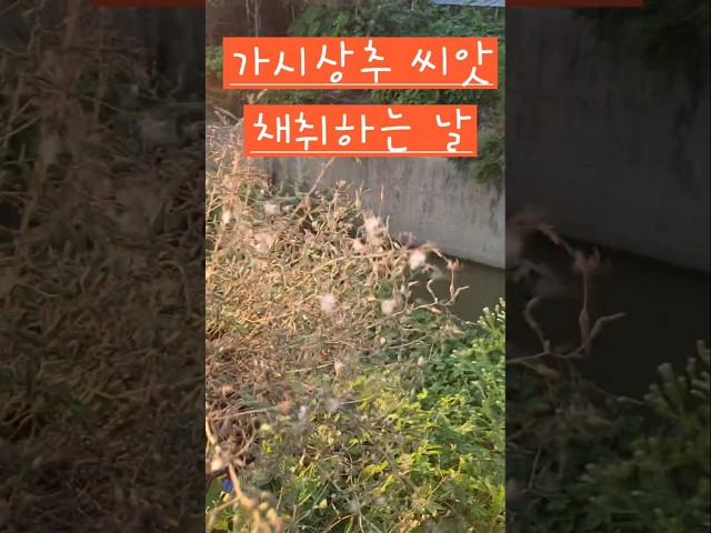 가시상추 씨앗 만났어요 #소소한행복 #옥상텃밭 #가시상추씨앗