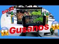 😱 GUSANOS EN EL ACUARIO 😱  Nano acuario 5 litros 👍 evolución de nano acuario plantado 6 ASMR