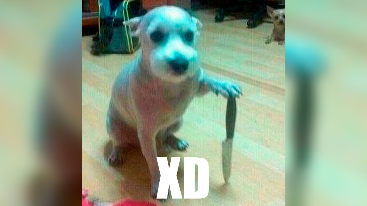 VIDEO DE RISA - MOMENTOS MUY XD 😂 2 - YouTube