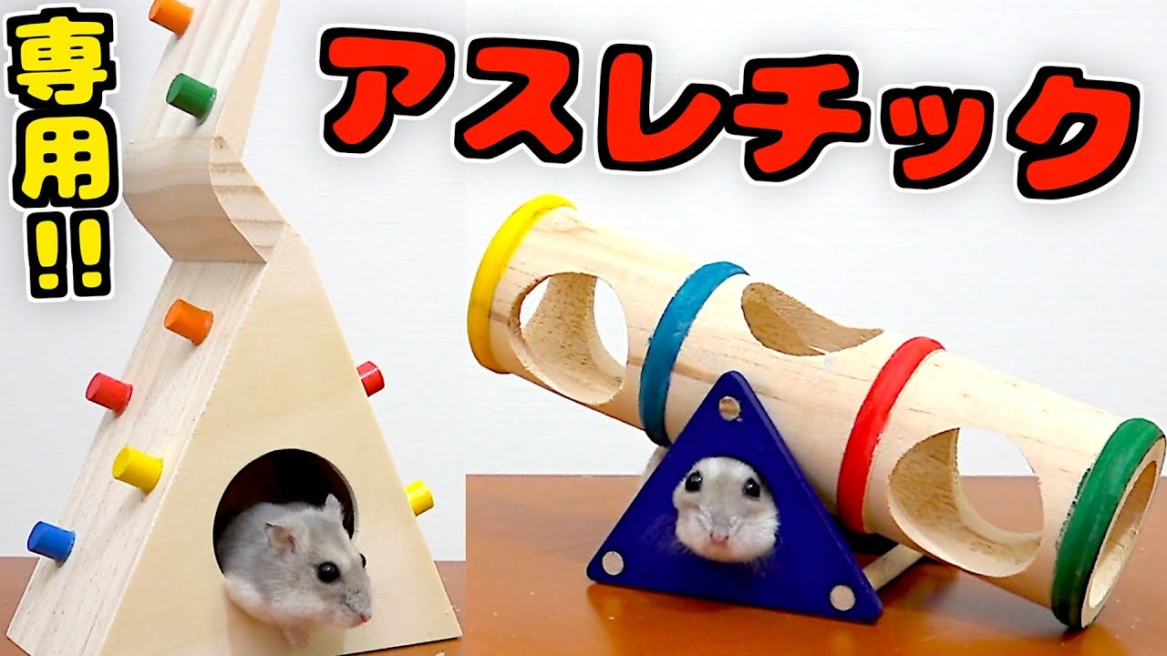 ハムスター 専用 アスレチック ３種類 買ってみた かわいい Youtube