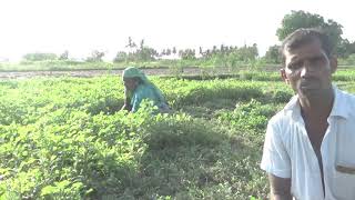 கீரை அறுவடை / keerai aṟuvaṭai /Lettuce harvest