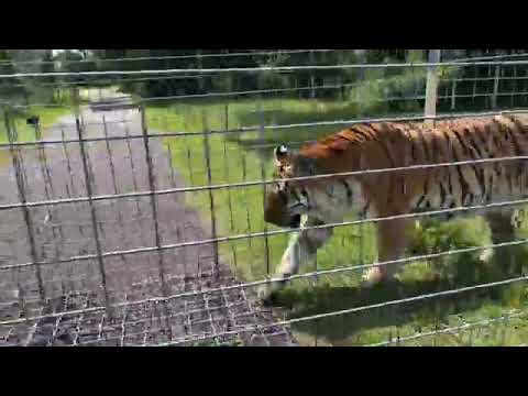 cheetah running speed Kali Tiger goes on Vacation in the 2.5 acre vacation rotation at Big Cat Rescue! Bigcatrescue.org/K
