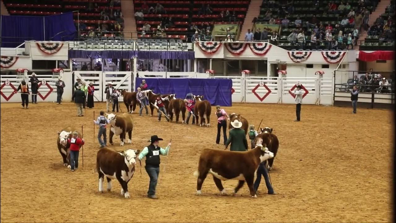 Fort Worth Stock Show and Rodeo Junior Steer Competition 2024 YouTube