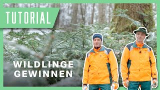 Wildlinge gewinnen und pflanzen: Tobi & Wolfi erklären die Technik | Forstwirtschaft Tutorial