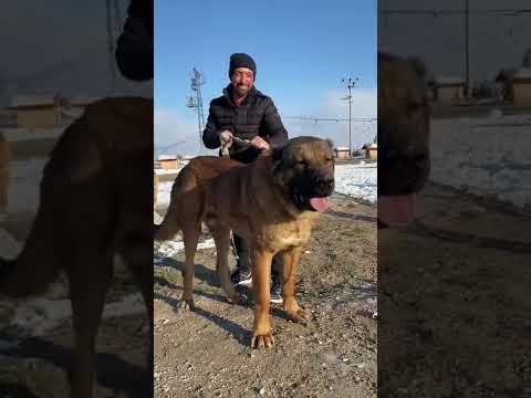 Video: Nedenleri köpekler onların dipleri ısırdı