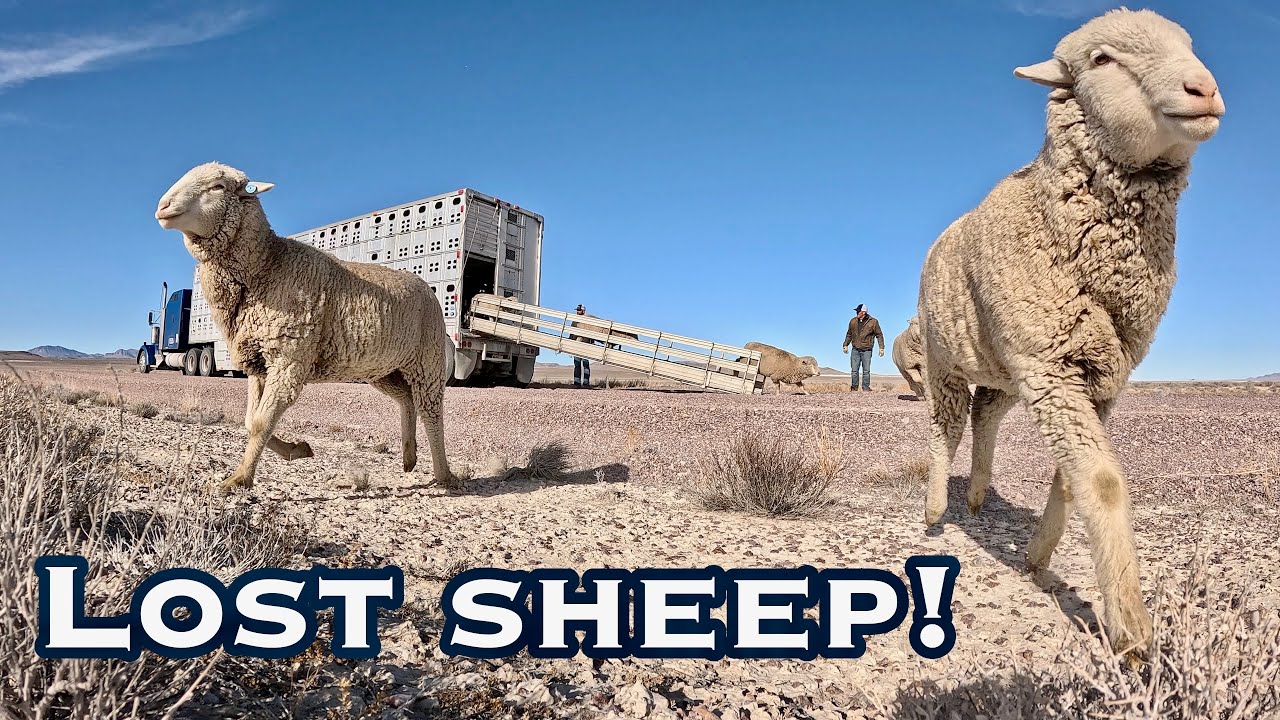 Six Trucks, Slick Roads, and Missing Sheep | Life on the Ranch