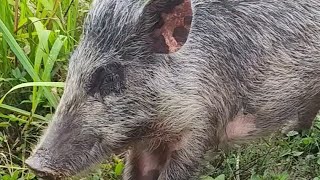 My Friend IS A PIGGY #wild Exotical  #esscapegossip  #asmr OINKY Nature #rancho #chancho