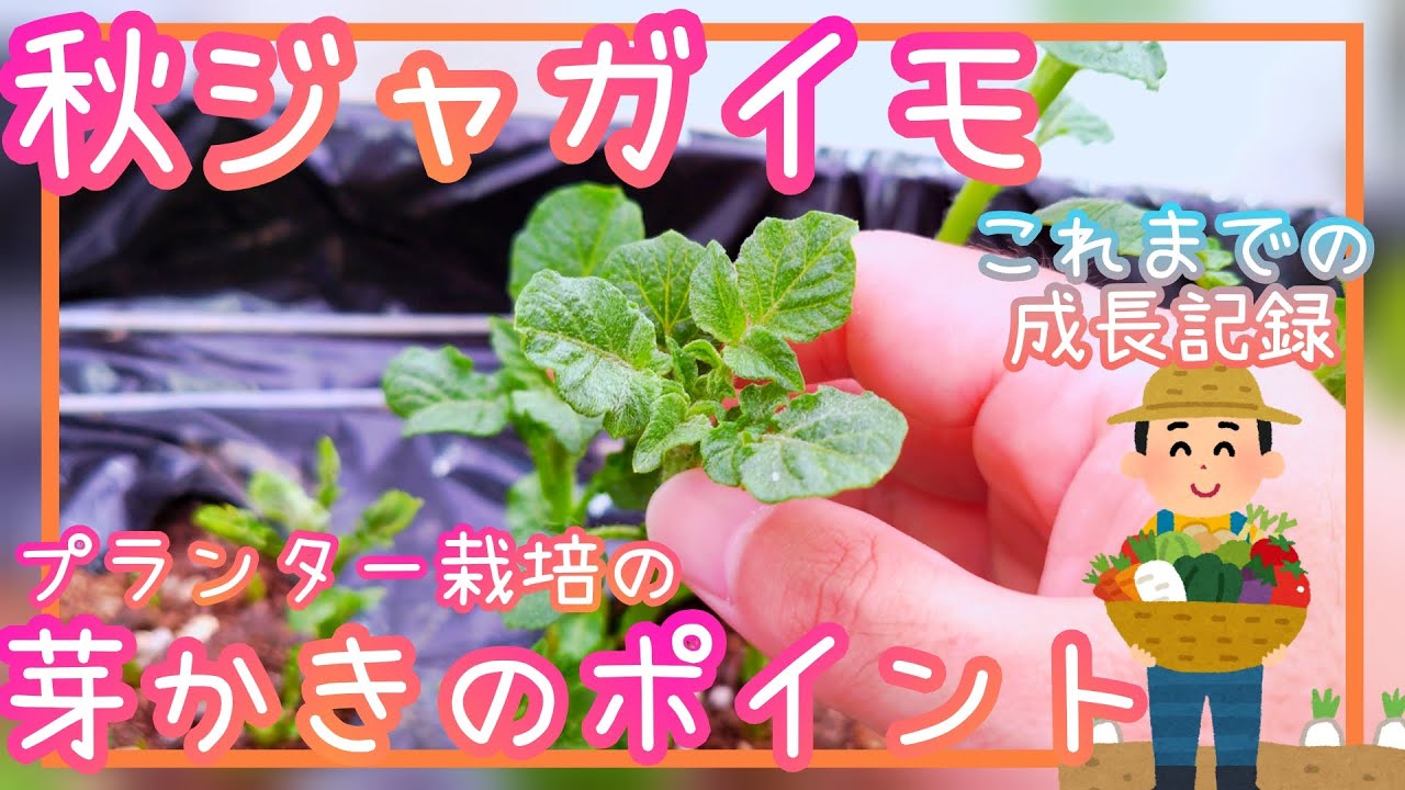 おすすめ 失敗しない秋じゃがいものプランター栽培 芽かき編 家庭菜園 22年 Youtube